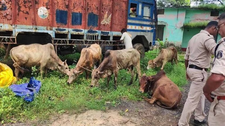 रायगढ़ पुलिस अलर्ट: मवेशियों को कराया मुक्त, फरार ड्राइवर की तलाश तेज़