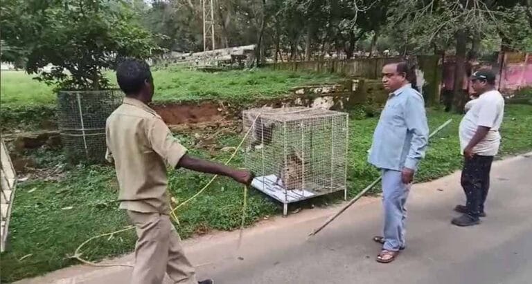 उत्पाती बंदरों पर कसा शिकंजा, अब तक 35 को भेजा गया गुरु घासीदास पार्क