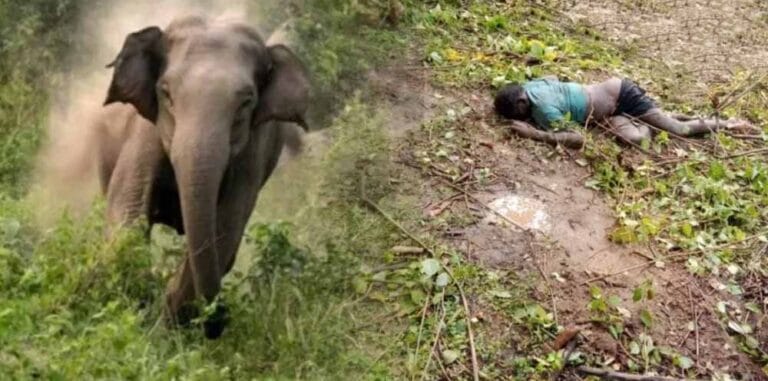 खेत से घर लौटते समय हाथी का हमला, ग्रामीण की दर्दनाक मौत