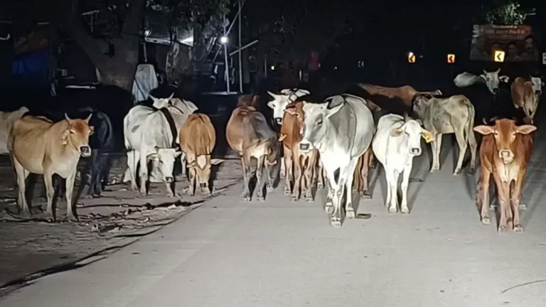 Rajnandgaon : फ्लाईओवर से अज्ञात भारी वाहन तेज रफ्तार से 7 मावेशियों को कुचला…