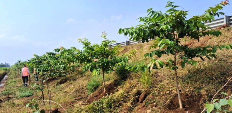 CG : छत्तीसगढ़ के राष्ट्रीय राजमार्ग बन रहे ग्रीन कॉरिडोर : एनएचएआई ने इस साल लगाए 2.71 लाख पौधे