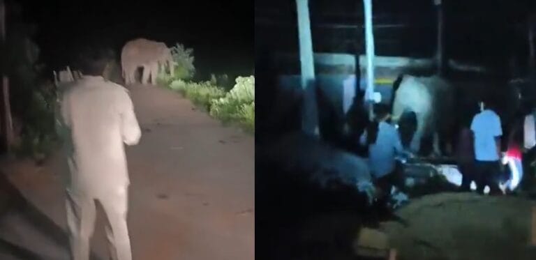 CG : कोरबा के पसान में घुसा दंतैल हाथी, तीन घंटे तक मचाया उत्पात…