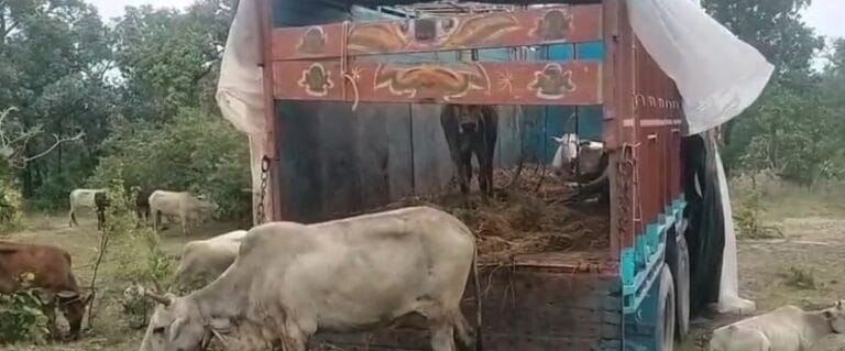 CG : कोरबा में गौ तस्करी का बड़ा खुलासा: ट्रक में ठूँसी गई दर्जनों गायें, चालक फरार…