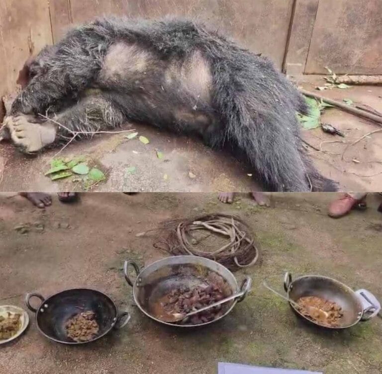 भालू की मौत मामले में 5 गिरफ्तार, 1 फरार – पहले किया था जंगली सूअर का शिकार