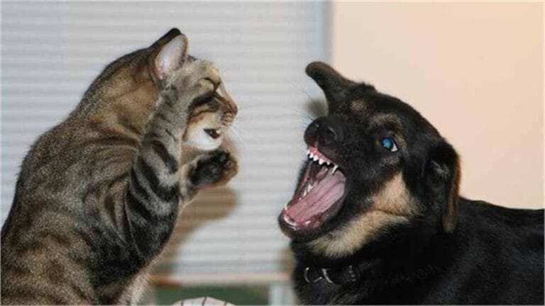 dog_cat.jpg