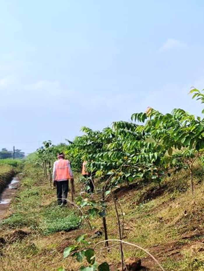 छत्तीसगढ़ में राष्ट्रीय राजमार्ग: तरक्की की राह के साथ साथ हरियाली की छांव भी: मुख्यमंत्री साय
