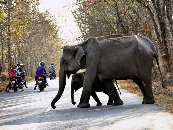 24-elephants-pic13