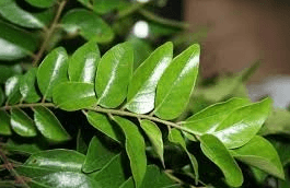 क्या कभी पिया है करी पत्ते का पानी?