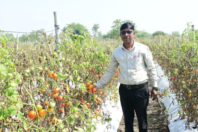 राजनांदगांव : टमाटर के भरपूर उत्पादन से किसान सुरेश सिन्हा को मिला बहुत फायदा
