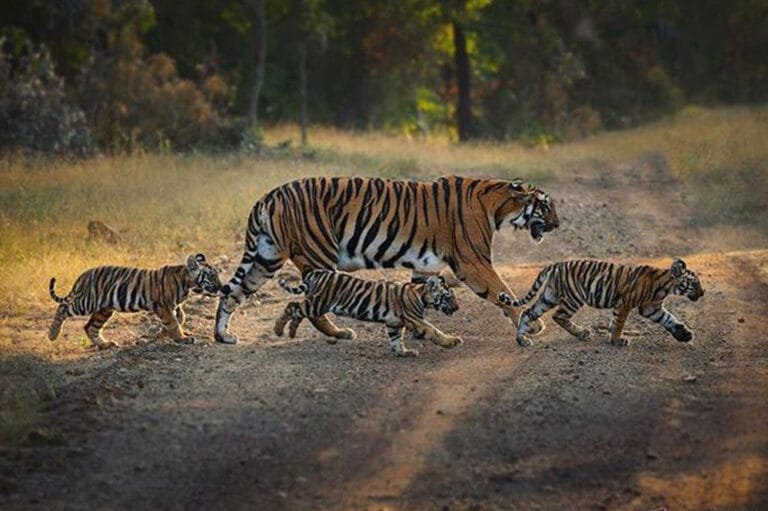 Tiger_ReserveA_92_1-1.jpg