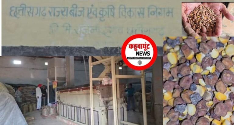 Rajnandgaon: बीज निगम में घून लगे चने की पैकिंग का मामला उजागर, बैक डेट में हो रही थी पैकेजिंग !