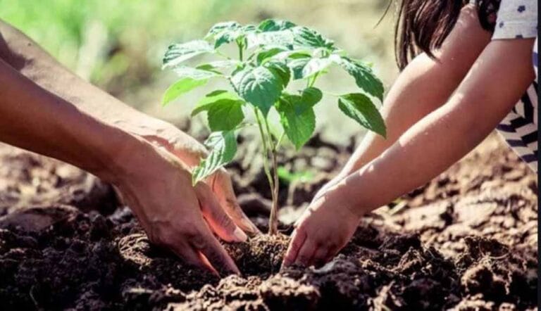 plant2.jpg