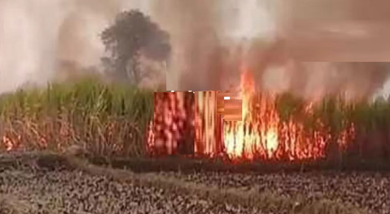 CG : गन्ने की खेत में लगी भीषण आग, लगभग 7 एकड़ की खड़ी फसल आग की चपेट में…
