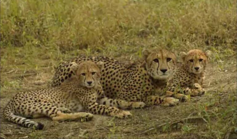 cheeta2-1.jpg
