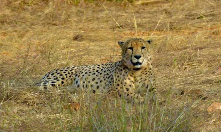 cheeta2.jpg