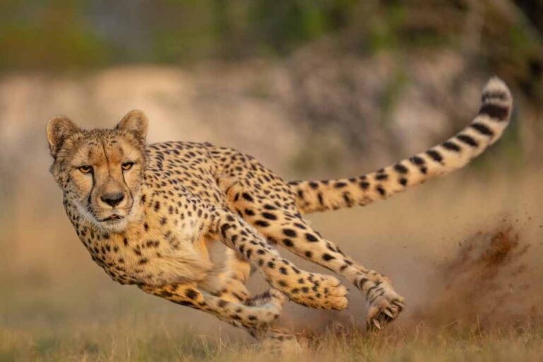 cheetah_33_2-2.jpg