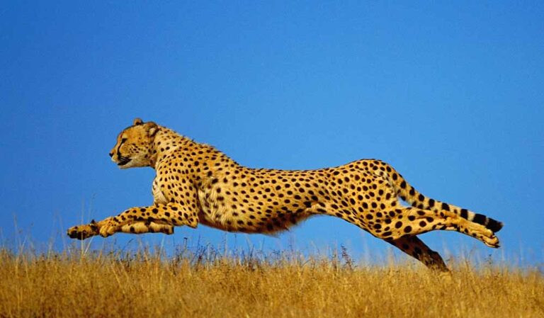 cheetah_47_2.jpg