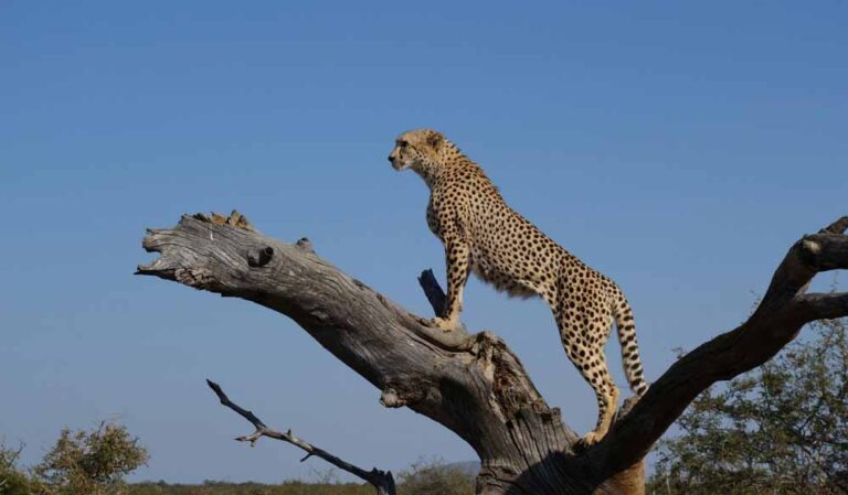 cheetah_47_4.jpg