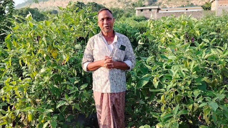 CG: ग्राफ्टेड बैंगन से बदली खेती की तस्वीर – खरसिया के किसान मुरलीधर साहू ने, राष्ट्रीय बागवानी मिशन योजना ने दी नई दिशा, कम लागत में लाखों की आय का रास्ता खुला