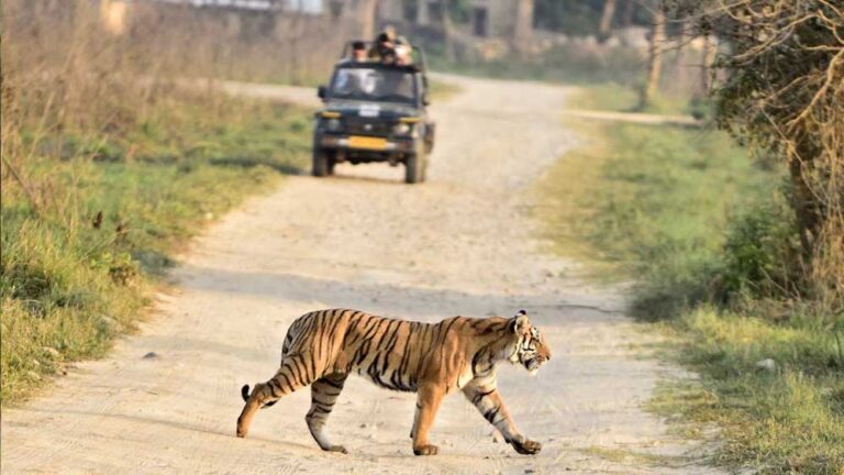 tiger_52_2.jpg