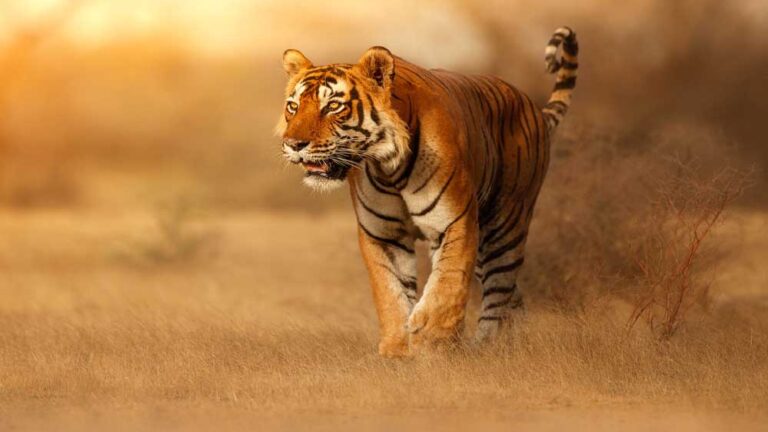 tiger_A_102_2-1.jpg