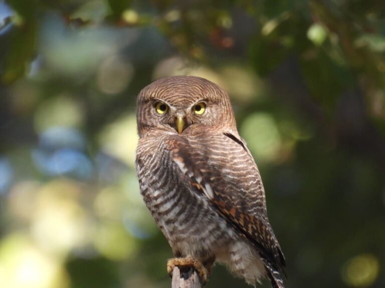 बारनावापारा अभयाण्य में "बर्ड सर्वे 2026"