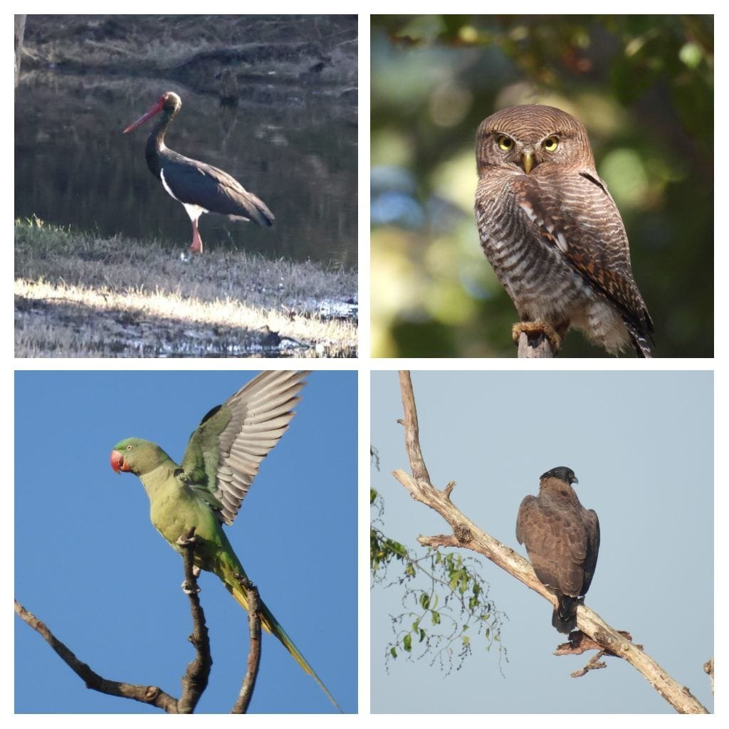 बारनावापारा अभयाण्य में "बर्ड सर्वे 2026"