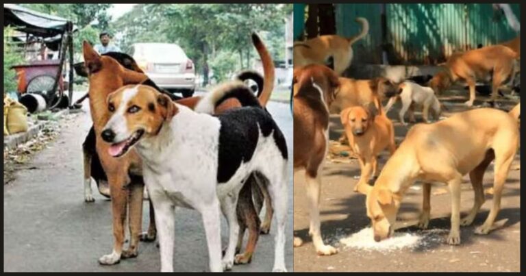 नगर में आवारा कुत्तों का आतंक, चार मासूम बच्चों को काटा