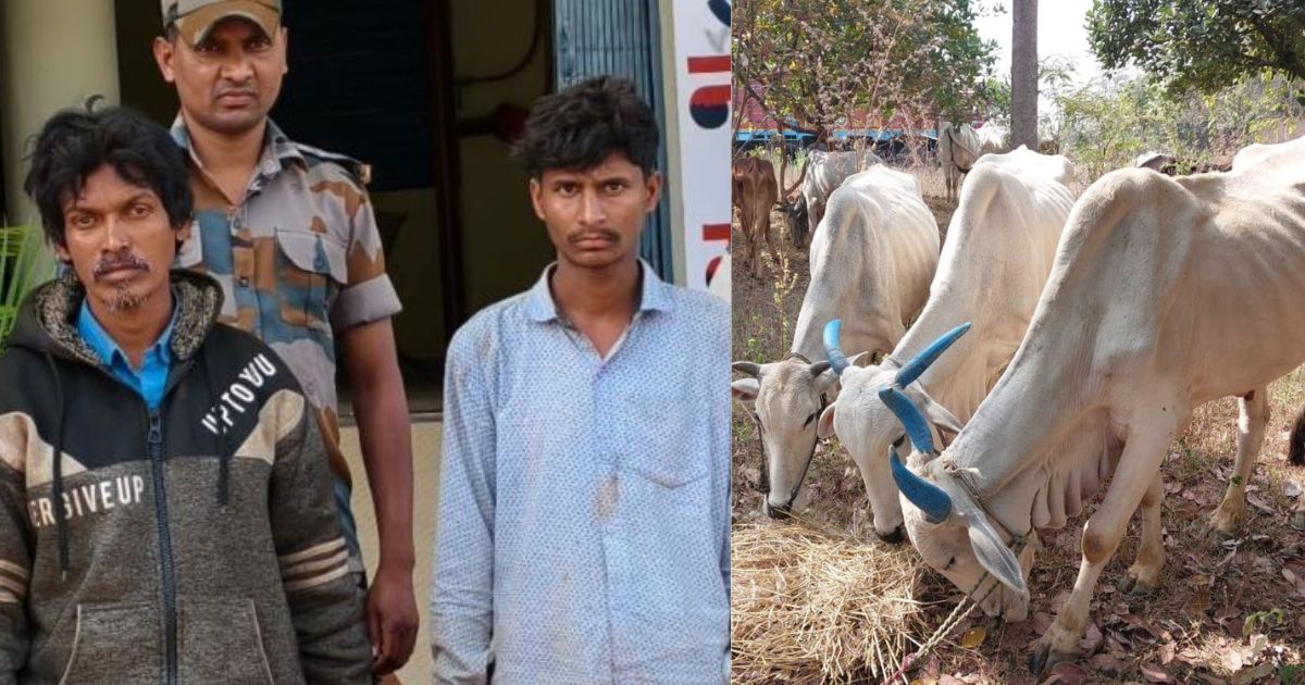 मवेशी तस्करों पर कार्रवाई, महाराष्ट्र कत्लखाना ले जाते दो आरोपी गिरफ्तार