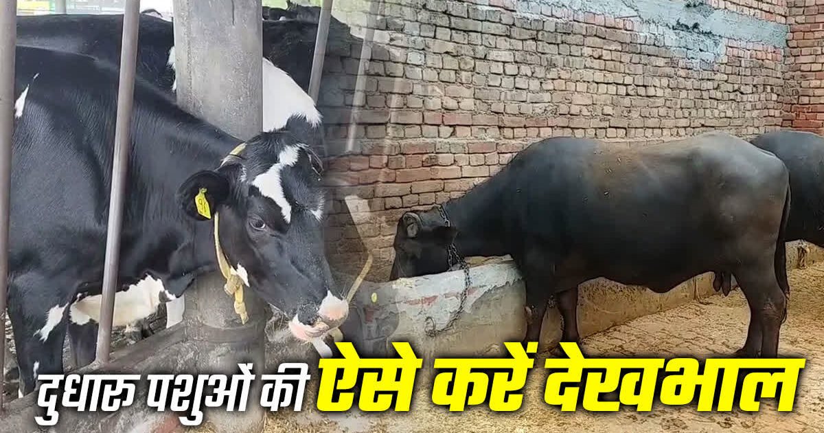 Animal Husbandry