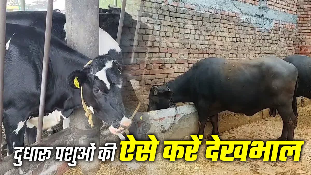 Animal Husbandry