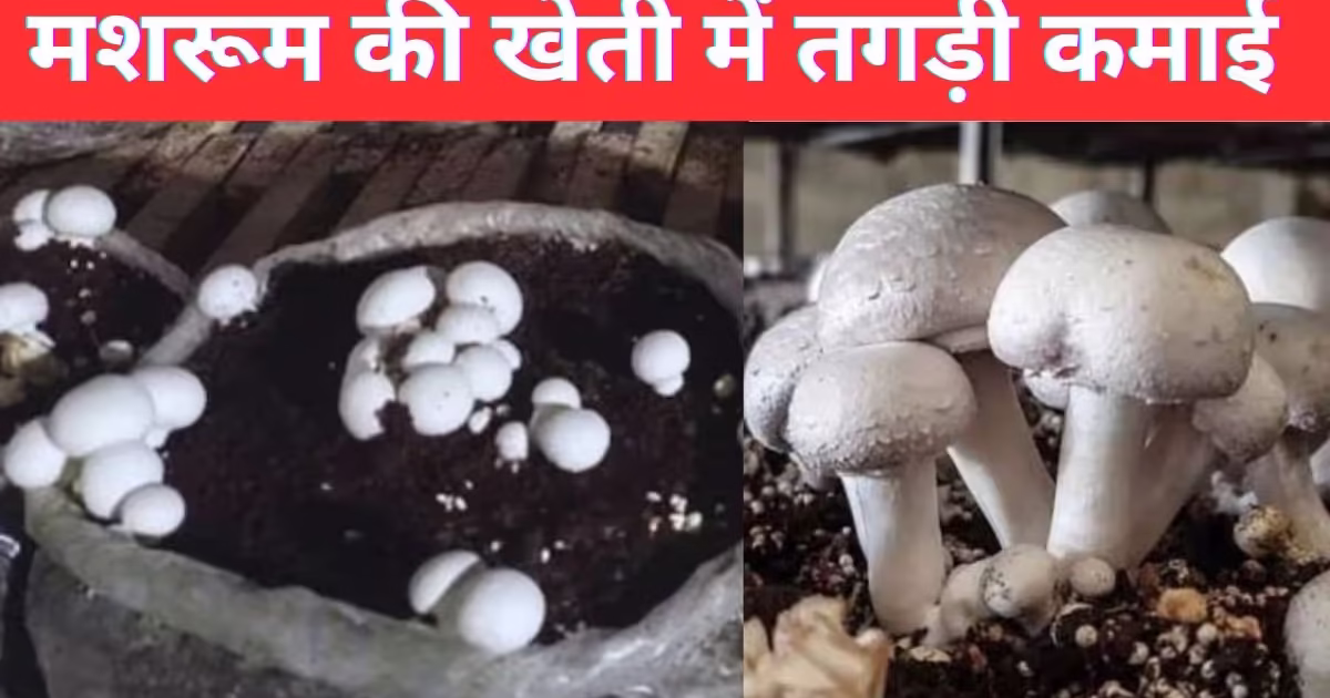 Mushroom Cultivation