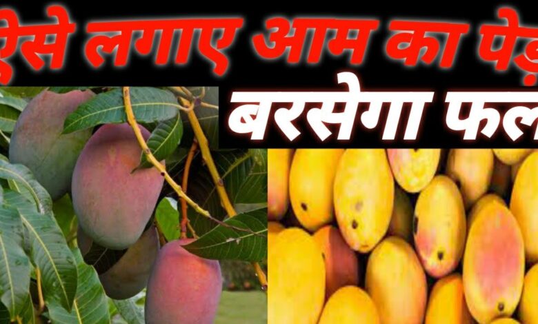Mango Cultivation