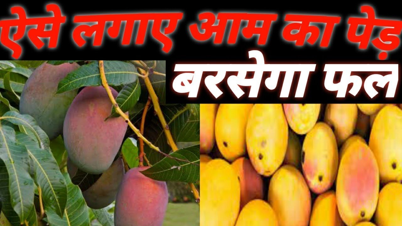 Mango Cultivation
