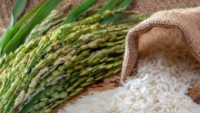 New Rice Variety
