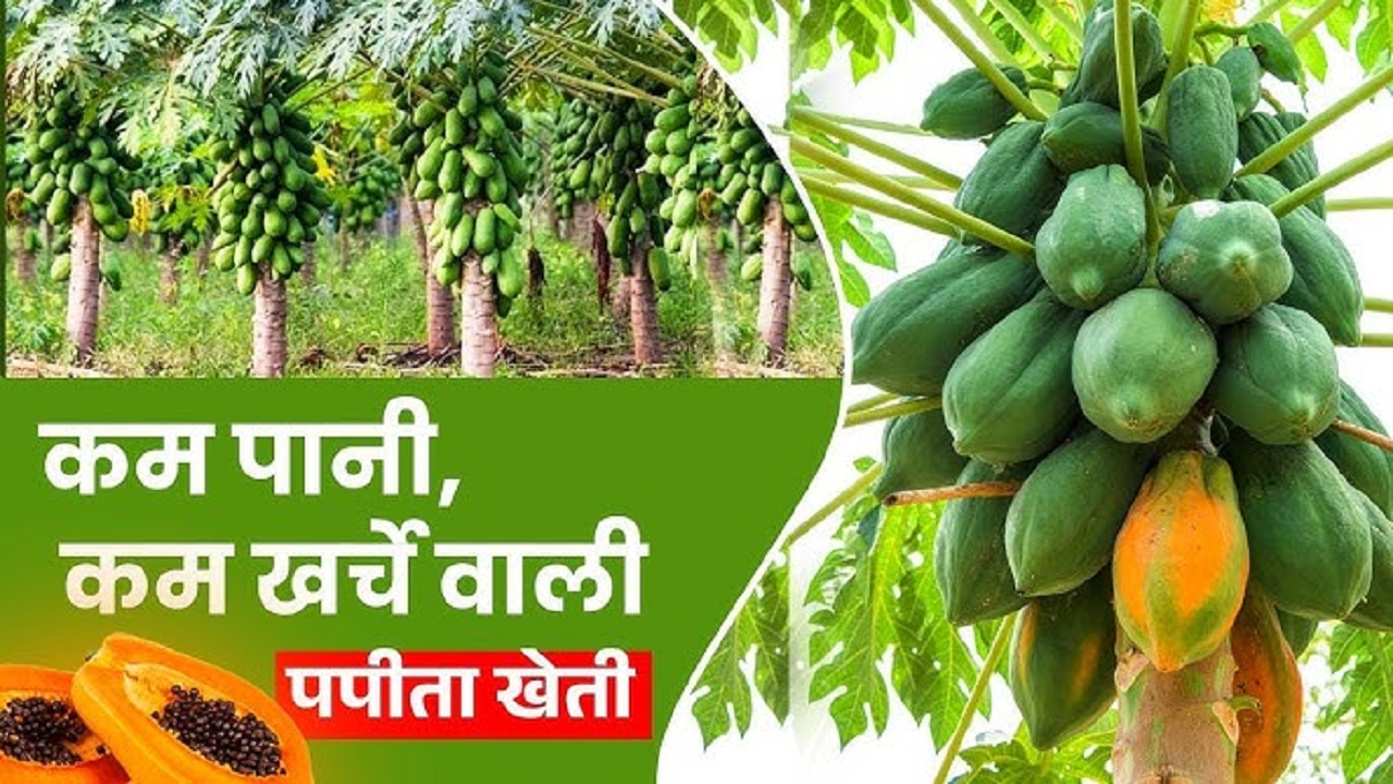 Papaya Cultivation