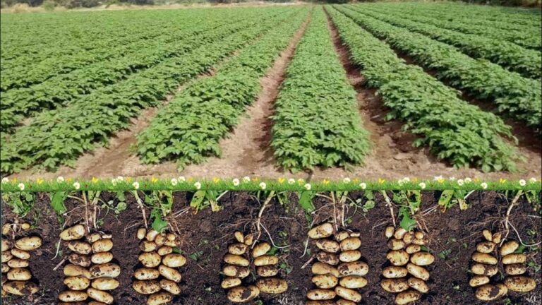 Potato Cultivation: बिना केमिकल और बिना जुताई के भी होगी आलू की बंपर खेती, यहाँ जाने उत्पादन का नया तरीका?