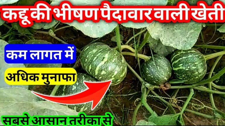 Pumpkin Cultivation: 1 एकड़ में इस नए तरीके से कद्दू की खेती कर कमाए 25-30 हजार रूपये, यहाँ जाने A TO Z जानकारी