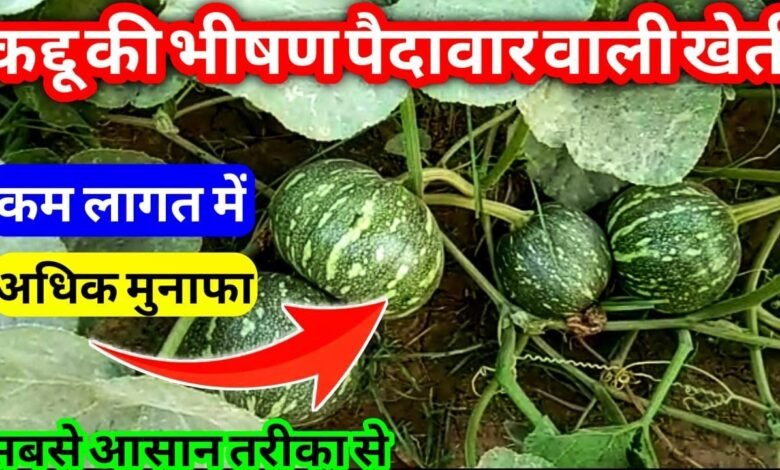 Pumpkin Cultivation