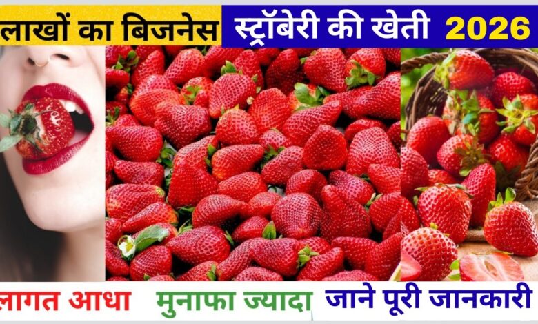 Strawberry Farming