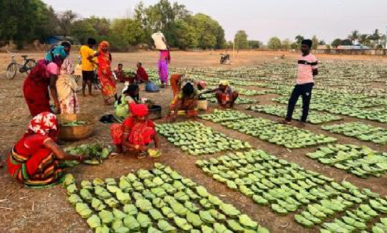 CG : हरा सोना संग्राहकों की बढ़ेगी आय, 920 करोड़ का होगा संभावित भुगतान…