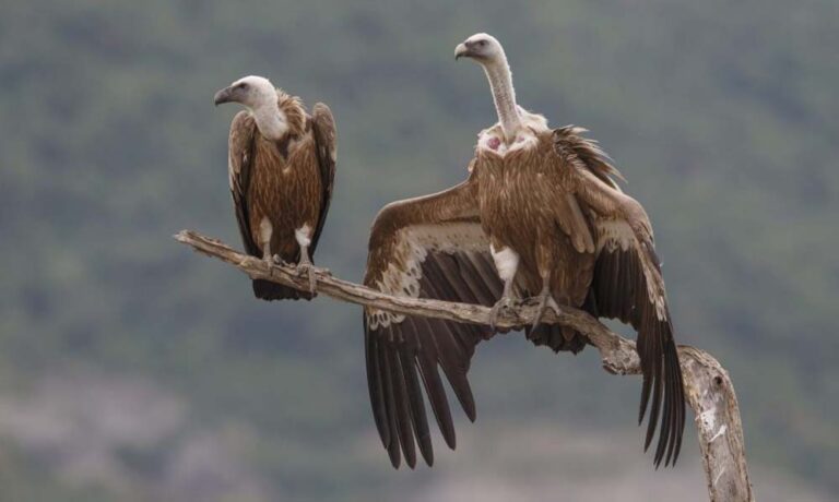 वन विहार में गिद्ध संरक्षण के लिए अंतर्राष्ट्रीय उत्कृष्टता केंद्र की शुरुआत