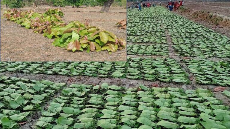 हरा सोना संग्राहकों के लिए सरकार का बड़ा कदम, 920 करोड़ रुपए का भुगतान होगा संभावित
