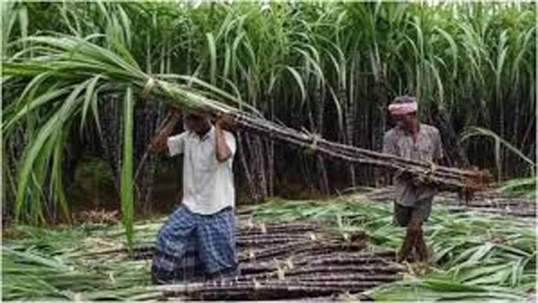 गन्ना सेवा केंद्र से घटेगी लागत, बढ़ेगा उत्पादन और गुणवत्ता