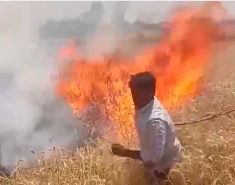 अचानक लगी आग से गेहूं की फसल खाक, मुआवजे की मांग तेज