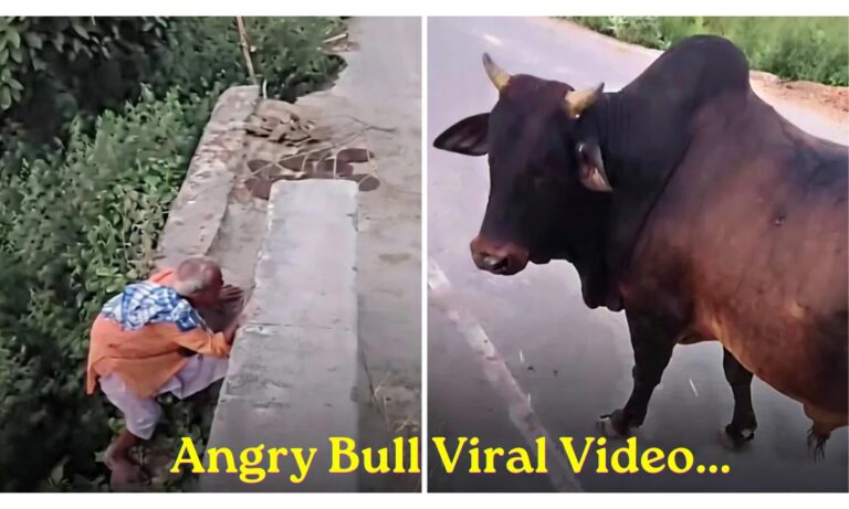 Angry Bull Viral Video: एक गलती और बैल की जीत, ताऊ का वायरल वीडियो देख लोग बोले- आगे कुआँ, पीछे खाई….