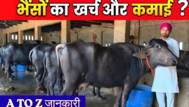 Animal Husbandry
