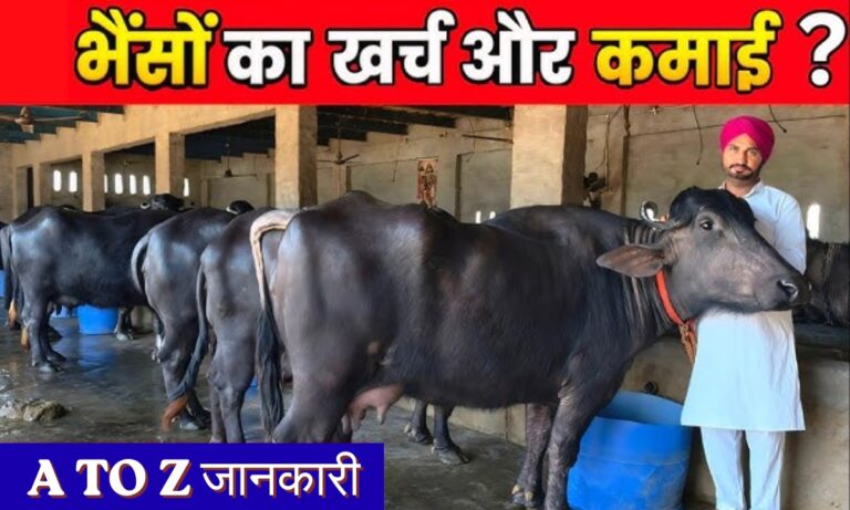 Animal Husbandry: पशुपालन से होगी लाखो की कमाई, किसानो को भैंस और गाय पालन से होगा दुगुना मुनाफा, जाने डिटेल्स