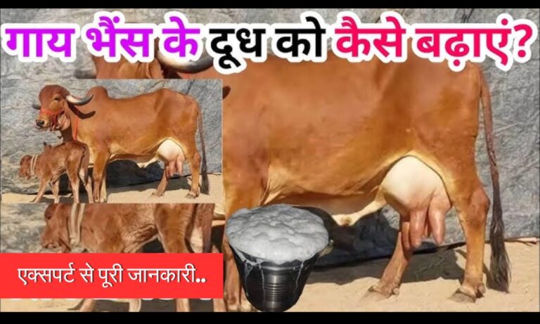 Animal Husbandry