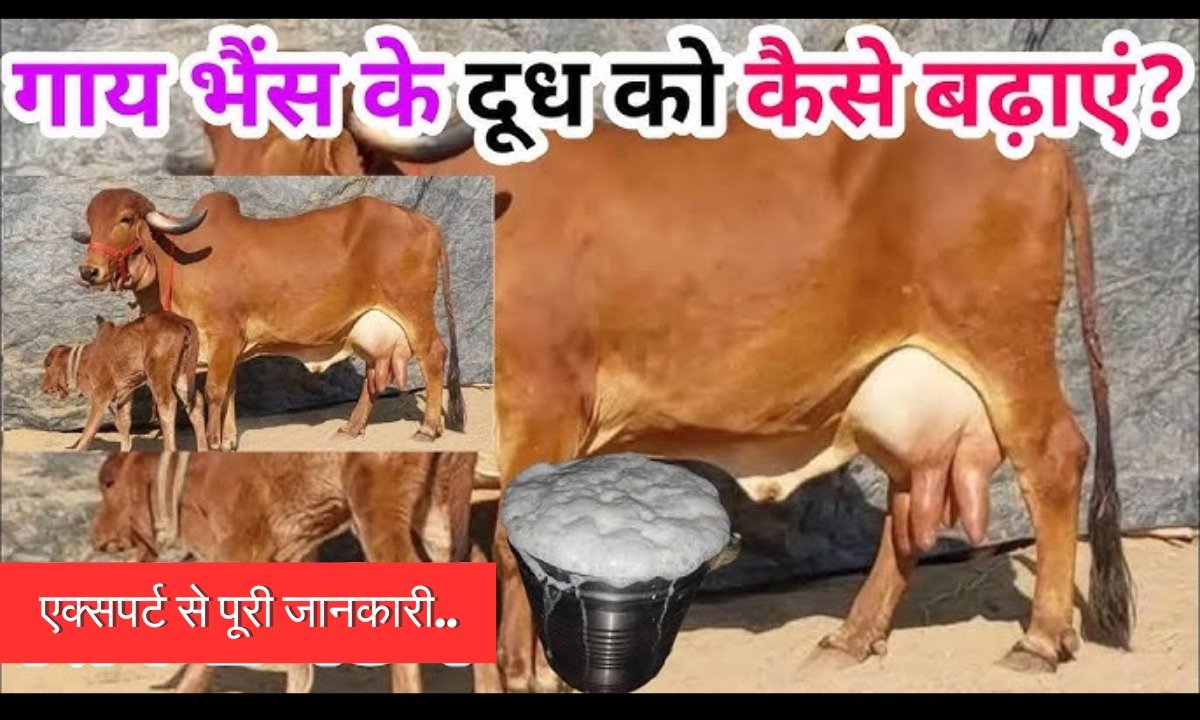 Animal Husbandry